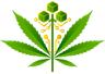 Ganja logo